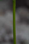 Nuttall's prairie parsley